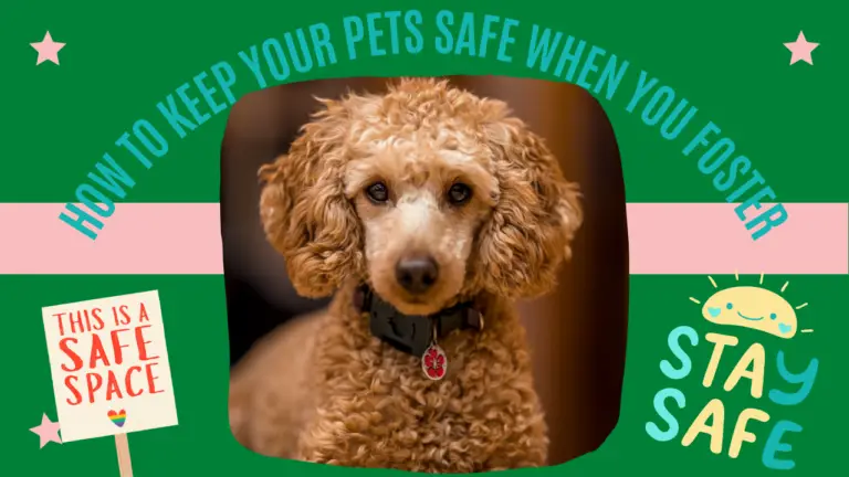 How To Keep Your Pets Safe When You Foster
