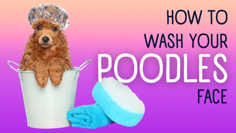 How To Wash Your Poodles Face (5 Easy Steps)