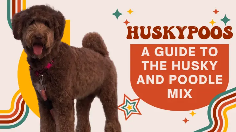 Huskypoos_ A Guide To The Husky And Poodle Mix