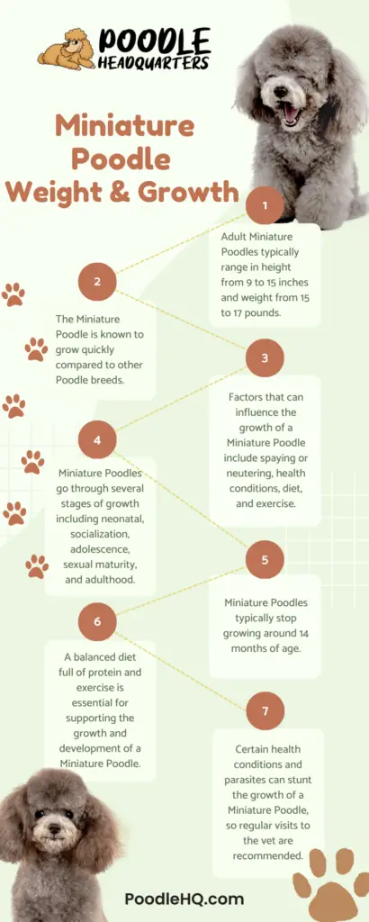 Miniature Poodle Weight And Growth Infographic