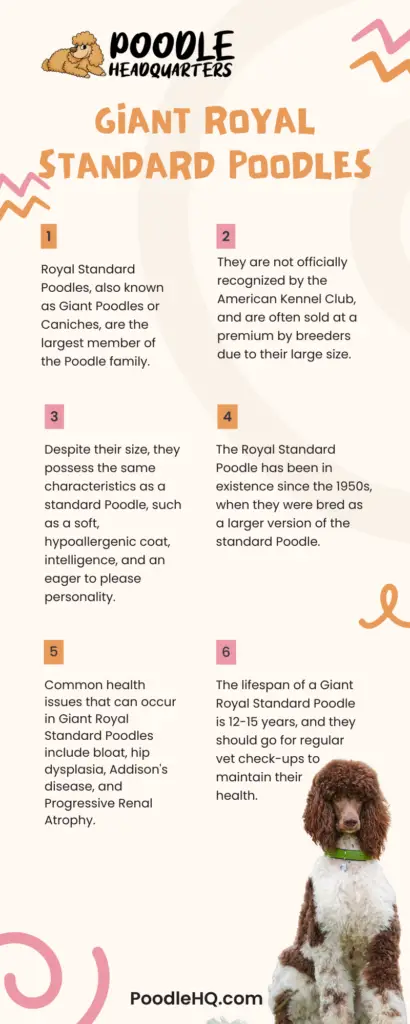 Giant Royal Standard Poodle Infographic
