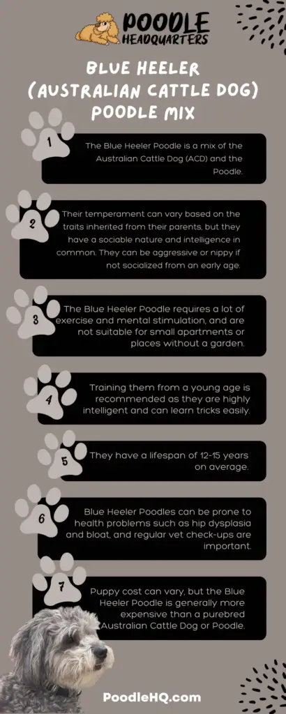 Blue Heeler (Australian Cattle Dog) Poodle Mix Infographic