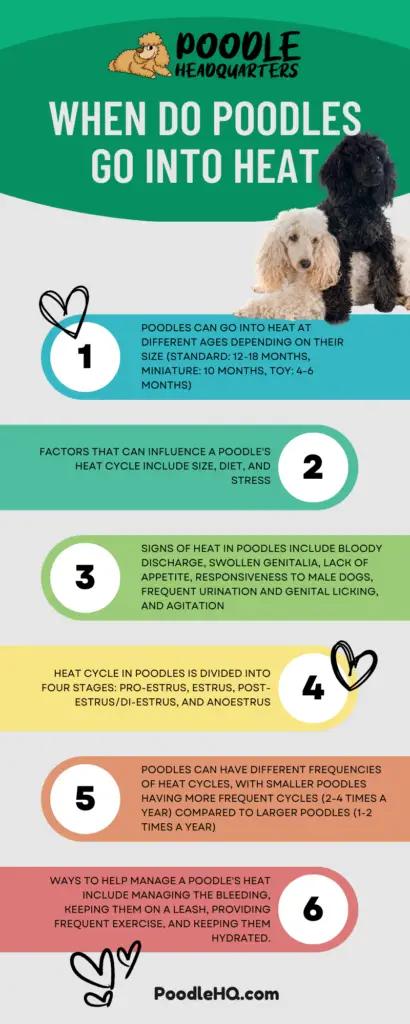 When Do Poodles Go Into Heat Infographic