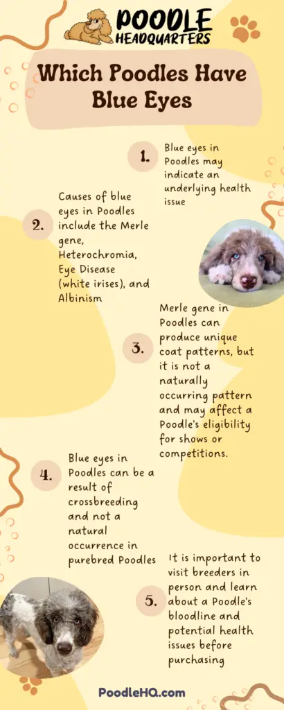 Which Poodles Have Blue Eyes Infographic