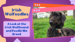 Irish Wolfoodle: Irish Wolfhound Mix With Poodle