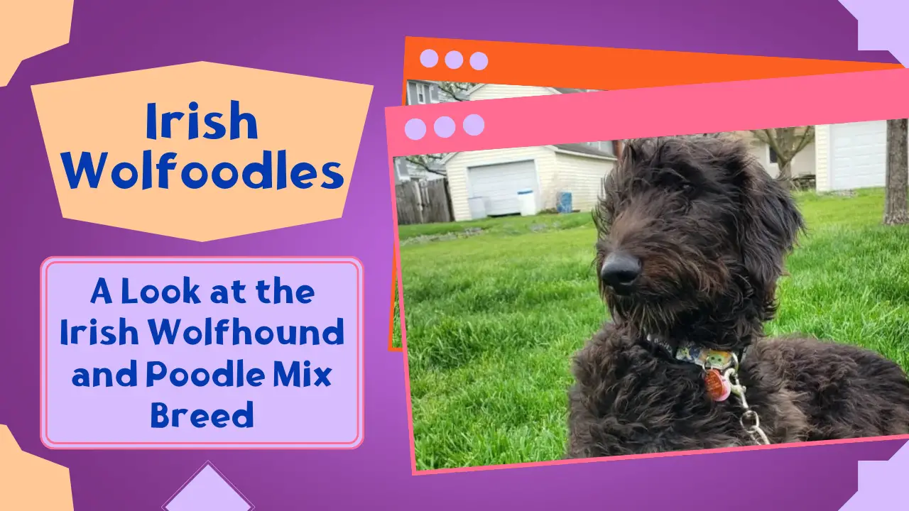 Irish Wolfoodles_ A Look at the Irish Wolfhound and Poodle Mix Breed