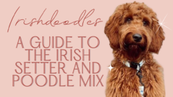 Irishdoodle: Irish Setter Poodle Mix