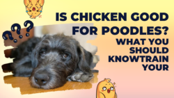 Is Chicken Good For Poodles? What You Should Know