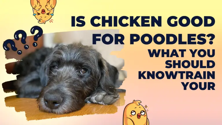 Is Chicken Good For Poodles_ What You Should Know