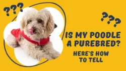 Is My Poodle a Purebred: Here's How to Tell