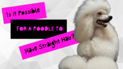 Is it Possible for a Poodle to Have Straight Hair?