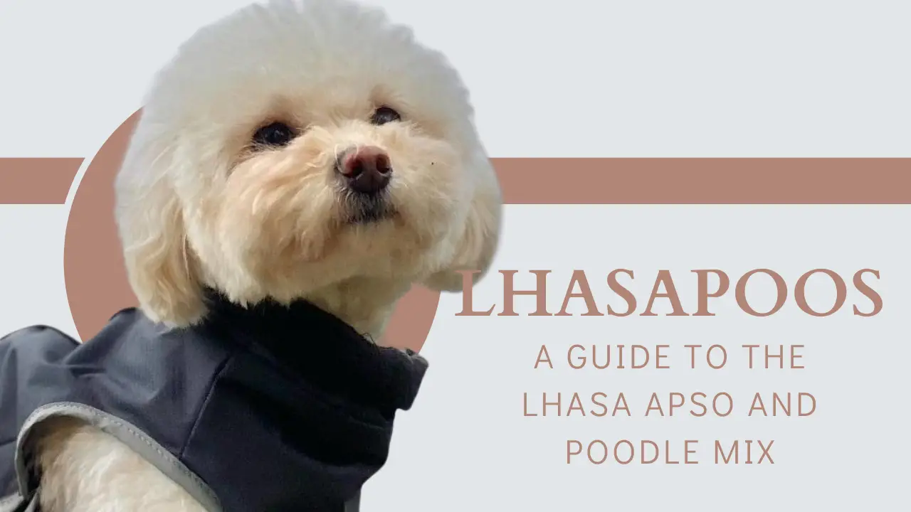 Lhasapoos_ A Guide To The Lhasa Apso And Poodle Mix