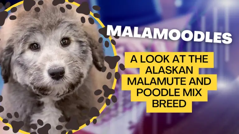 Malamoodles_ A Look At The Alaskan Malamute And Poodle Mix Breed