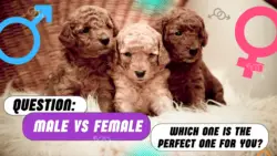 Male vs. Female Poodle: Which One is the Perfect for You?