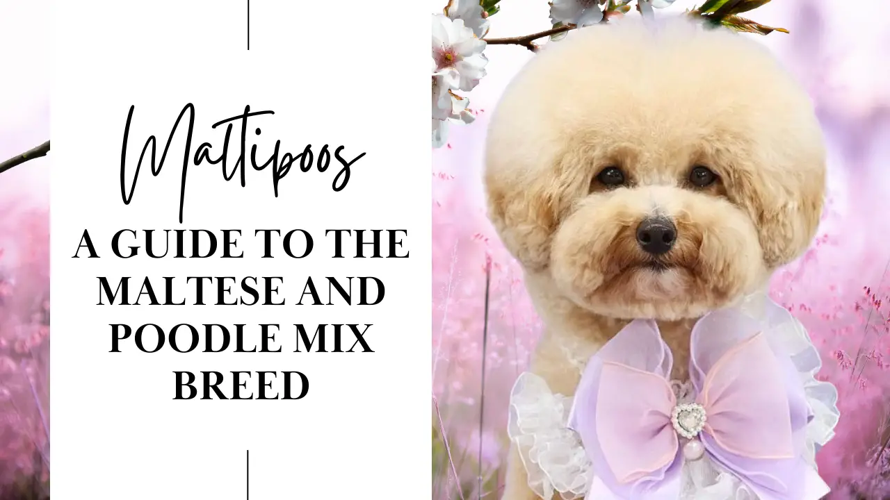 Maltipoos_ A Guide To The Maltese And Poodle Mix Breed