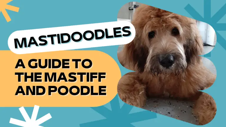 Mastidoodles_ A Guide To The Mastiff And Poodle Mix