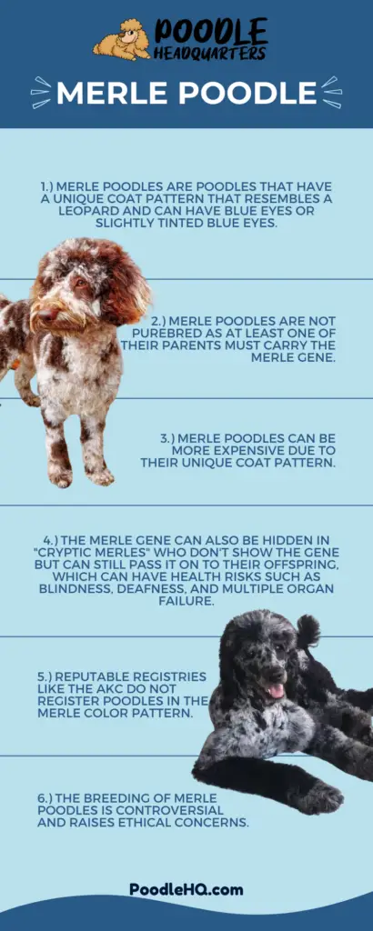 Merle Poodle Infographic