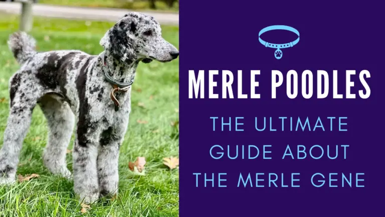 Merle Poodles_ The Ultimate Guide About The Merle Gene