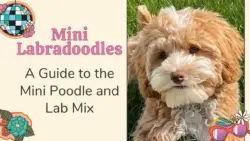 Mini Labradoodle: Mini Poodle Lab Mix
