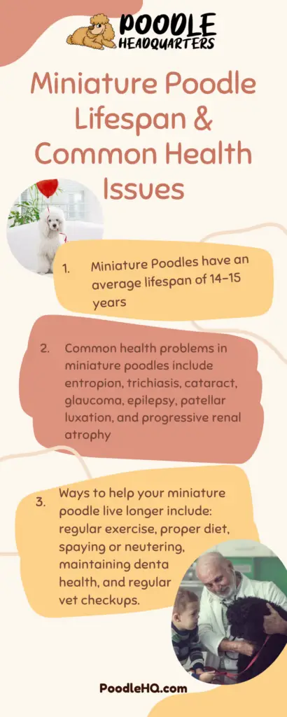 Miniature Poodle Lifespan &Amp; Common Health Issues Infographic