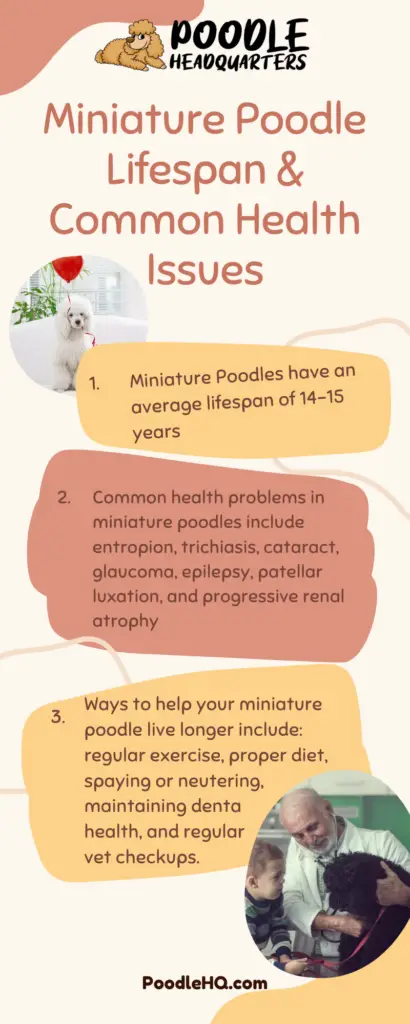 Miniature Poodle Lifespan & Common Health Issues Infographic