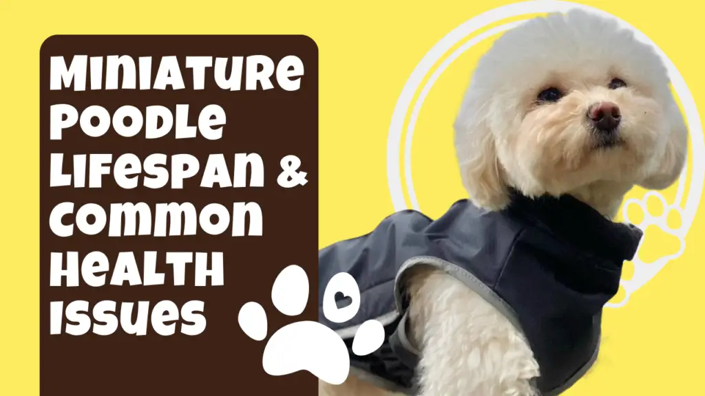 Miniature Poodle Lifespan &Amp; Common Health Issues