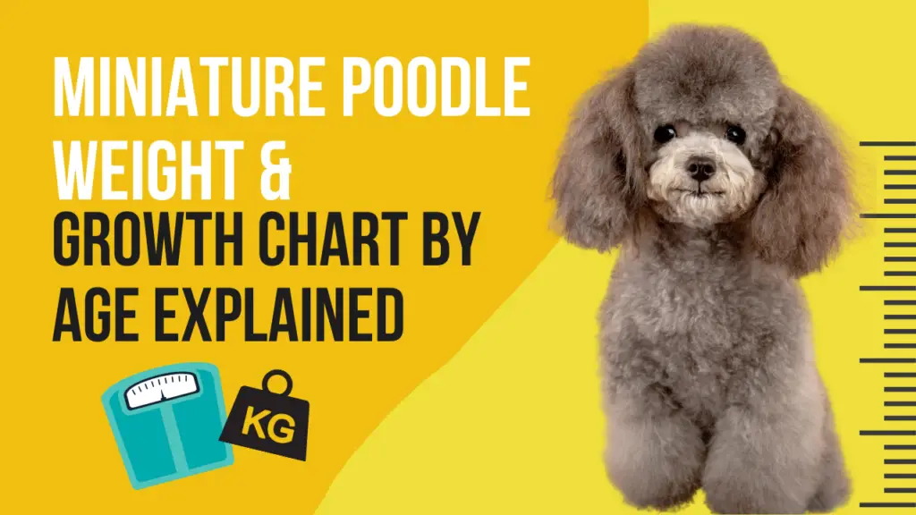miniature poodle size chart