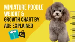 Miniature Poodle Weight & Growth Chart by Age – Explained