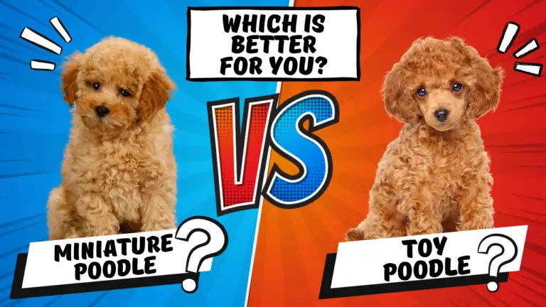 Miniature Poodle vs. Toy Poodle_ Which is Better For You