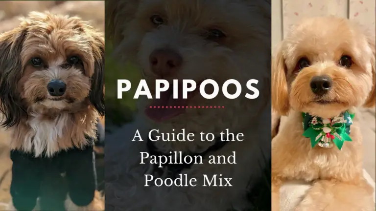 Papipoos_ A Guide To The Papillon And Poodle Mix