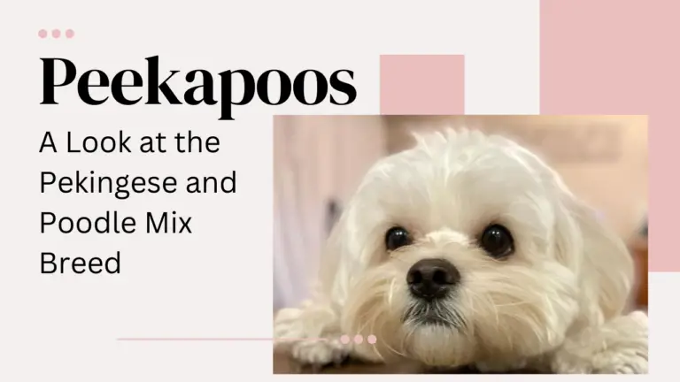 Peekapoos_ A Look At The Pekingese And Poodle Mix Breed