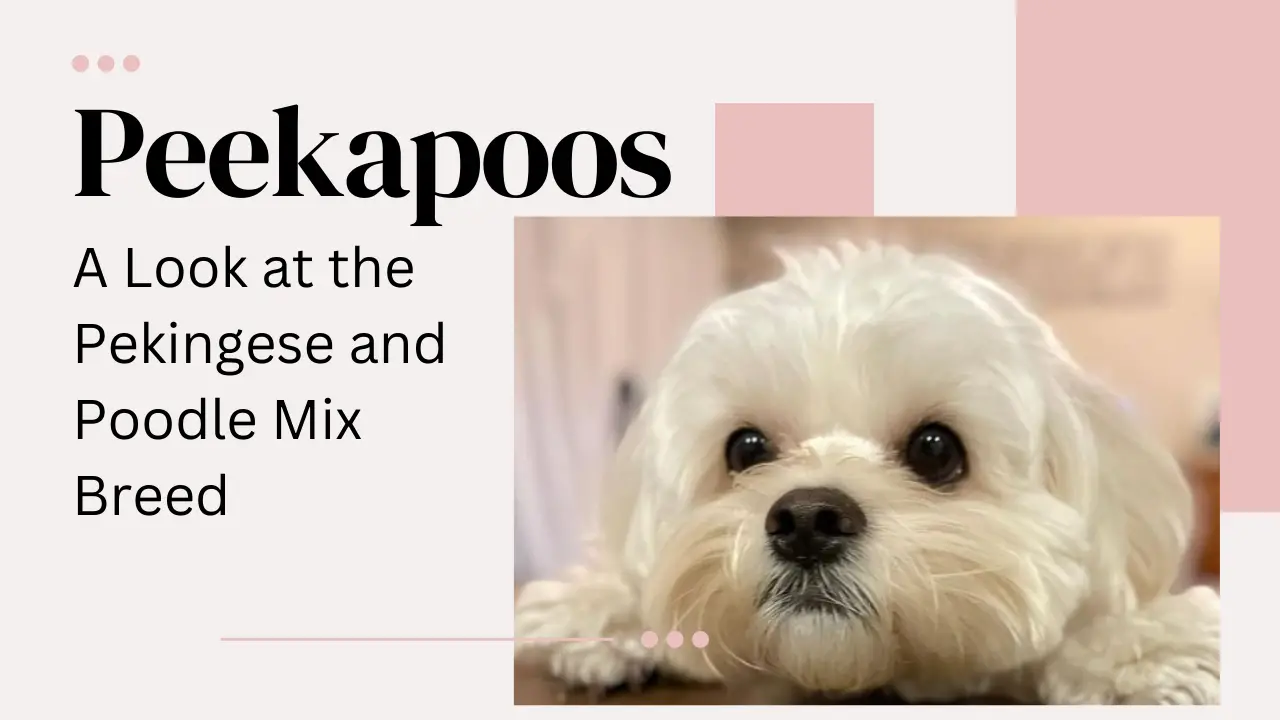 Peekapoos_ A Look at the Pekingese and Poodle Mix Breed