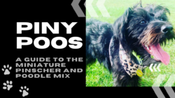 Piny Poo: Miniature Pinscher Poodle Mix