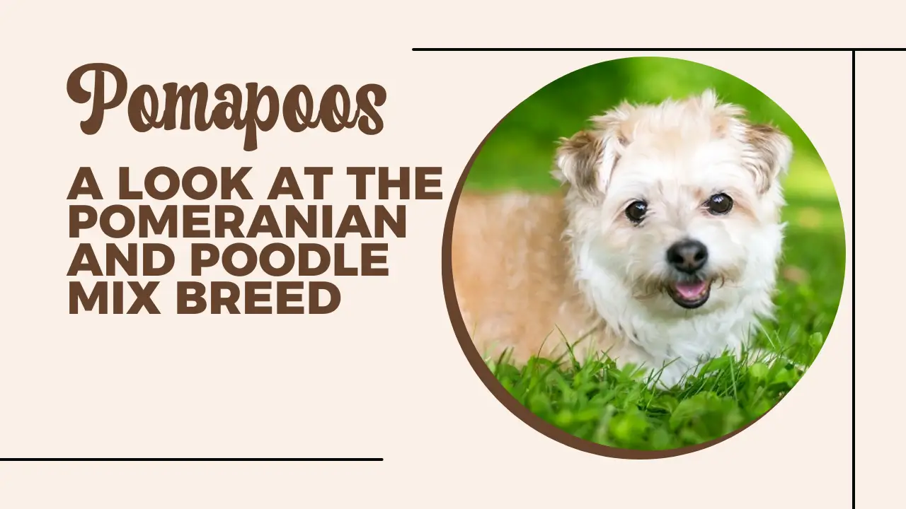 Pomapoos_ A Look At The Pomeranian And Poodle Mix Breed
