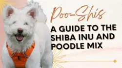 Poo-Shi - Shiba Inu Poodle Mix