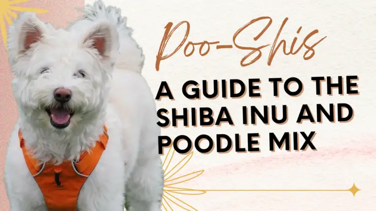Poo-Shis_ A Guide To The Shiba Inu And Poodle Mix