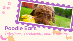 Poodle Ears: Infections, Treatments and Grooming