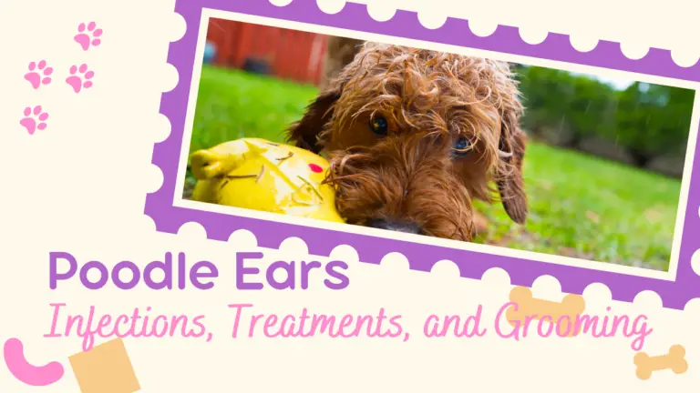 Poodle Ears_ Infections, Treatments, And Grooming