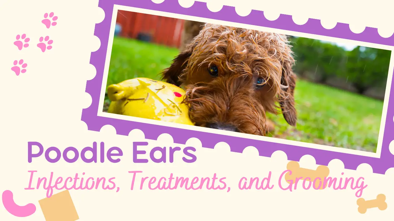 Poodle Ears_ Infections, Treatments, and Grooming