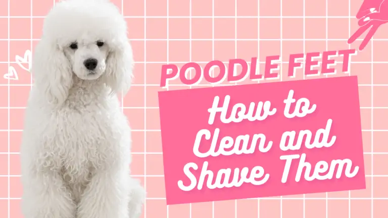 Poodle Feet_ How To Clean And Shave Them