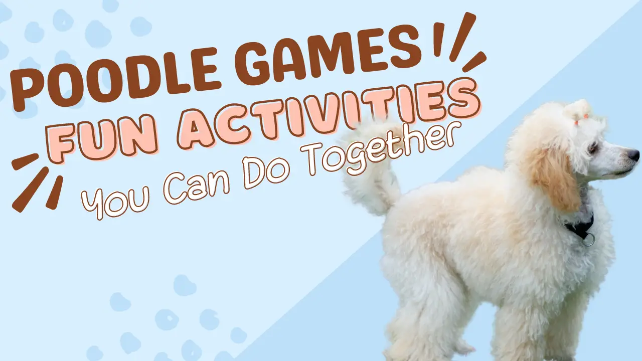 Poodle Games_ Fun Activities You Can Do Together
