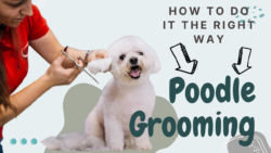 Poodle Grooming - How To Do It The Right Way