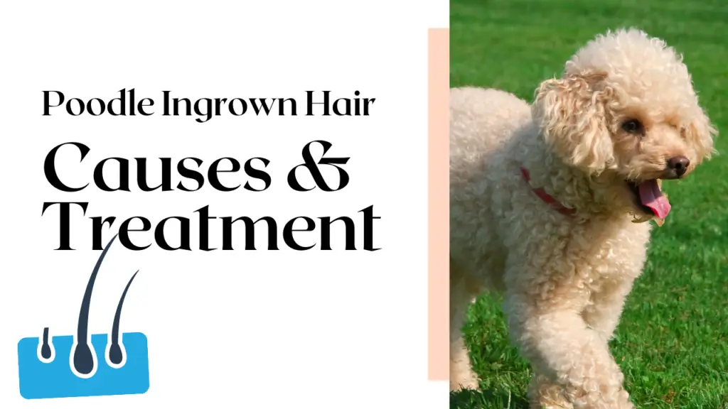 Poodle Ingrown Hair_ Causes &Amp; Treatment