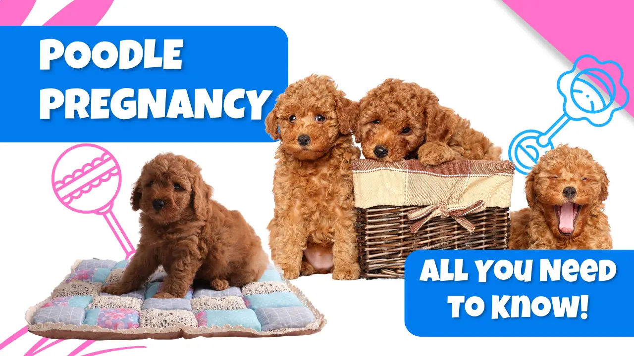 Poodle Pregnancy All You Need To Know PoodleHQ