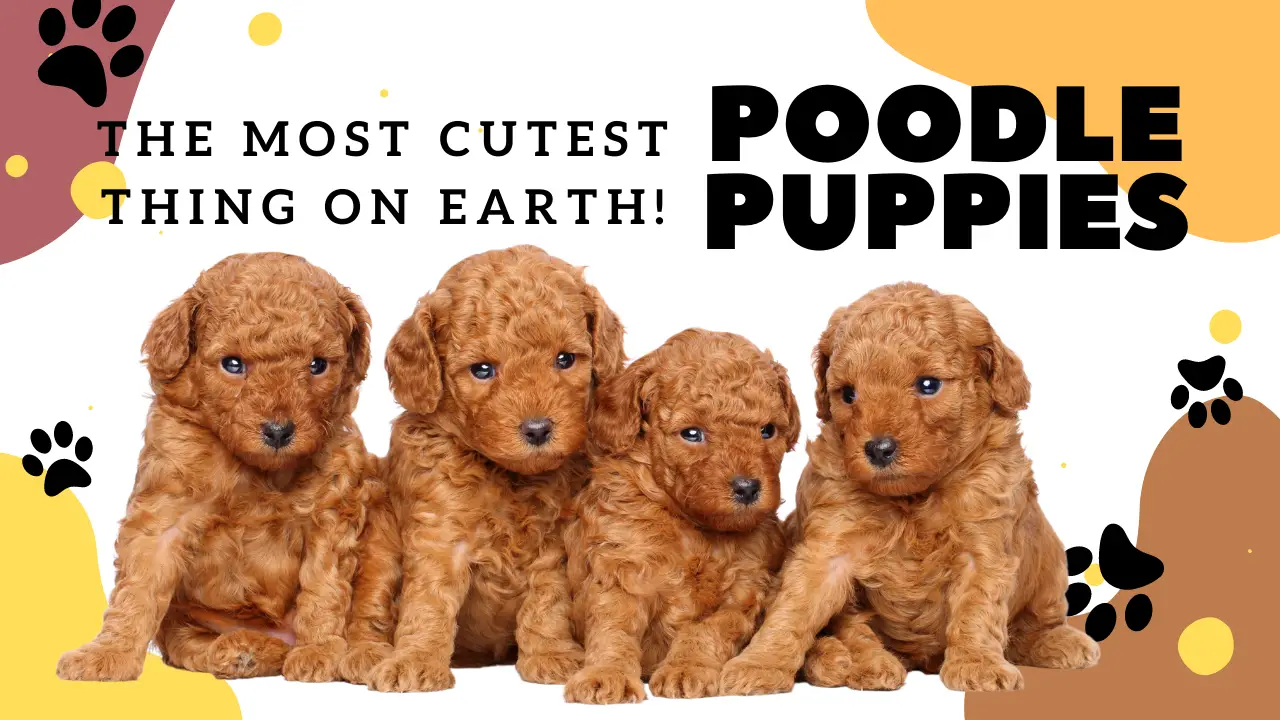 Poodle Puppies - The Most Cutest Things On Earth