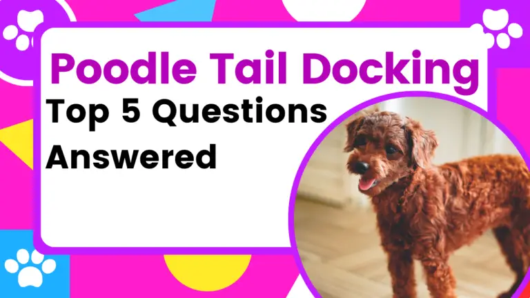 Poodle Tail Docking_ Top 5 Questions Answered