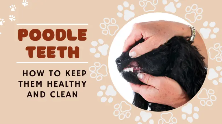 Poodle Teeth_ How To Keep Them Healthy And Clean