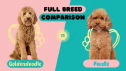 Poodle vs Goldendoodle: Full Breed Comparison