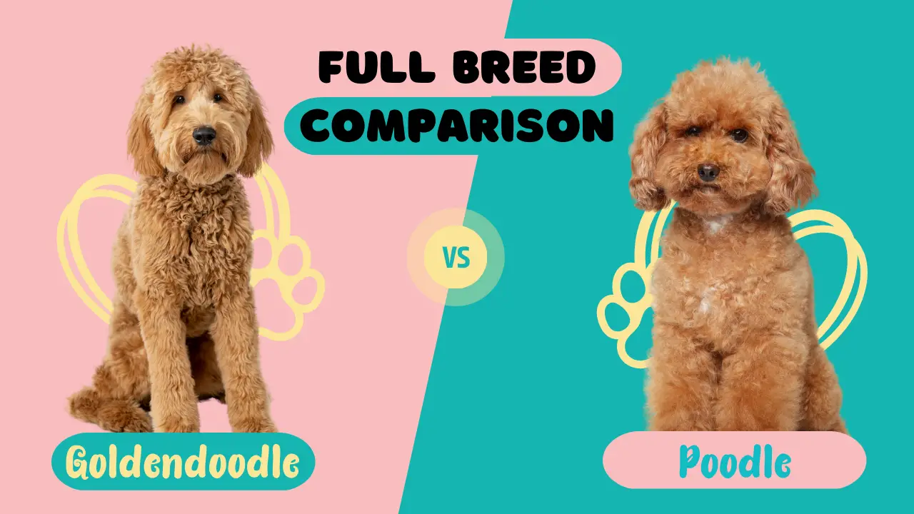 Poodle Vs Goldendoodle_ Full Breed Comparison