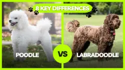 Poodle vs Labradoodle: 8 Key Differences